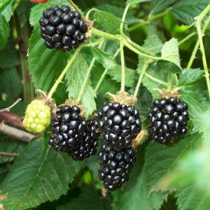 Ripe Blackberries Hanging On a Vine