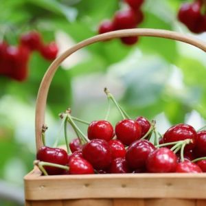 Basket of Cherries With Cherry Tree in Background
