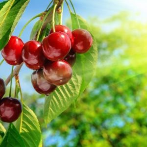 Cherries Hanging in a Tree