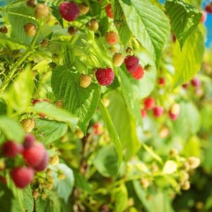 Raspberries on a Vine in Various Stages of Ripeness