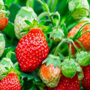 Strawberries on a Vine in Various Stages of Ripeness